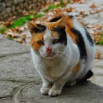 Özkan