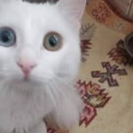 Sevgi