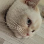 Enes