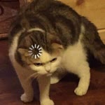 Kerim