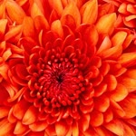Hatice