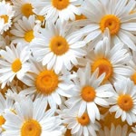 Merve