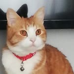 Vildan