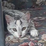 Pınar