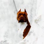 Ferhat