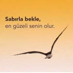 Baş