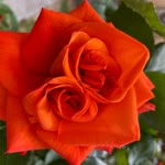 Burcu