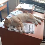 Fatih
