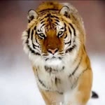 Meral