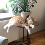Semra