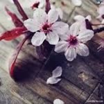 Nihal