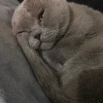 Betül