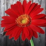 Sibel