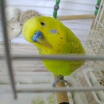 Fatih