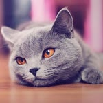 Maksym