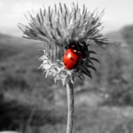Uğur