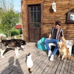 Halil