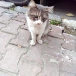 Renkli