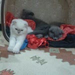 Elif