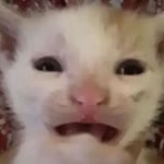 Yzl