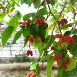 Gül