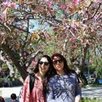 Menekşe