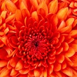 Erdal