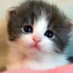Zeynep