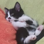 Neslihan