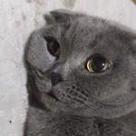 Arda