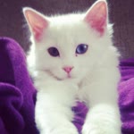 Burcu