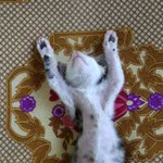 İbrahim