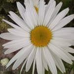 Suzan