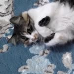 Taha