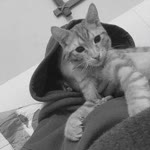 Albina