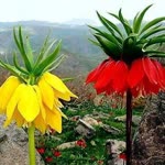 Şeyhmus
