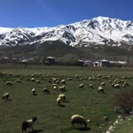 Barışcan
