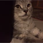Merve