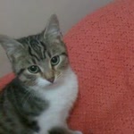 Ayşe