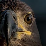 Serkan