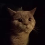 Yiğit