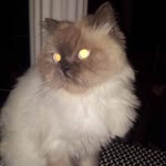 Nermin