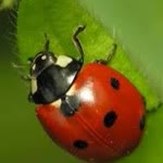 Ebru