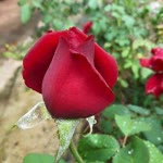 Fırat