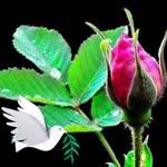 Aslım