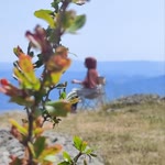 Yasemin