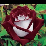 Melike