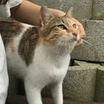 Betül