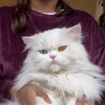Fatma