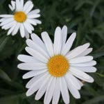 Esma